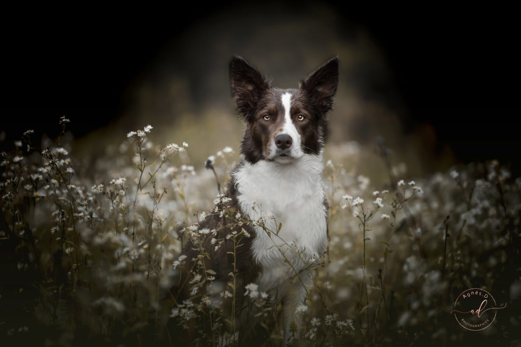 séance photo chien 40