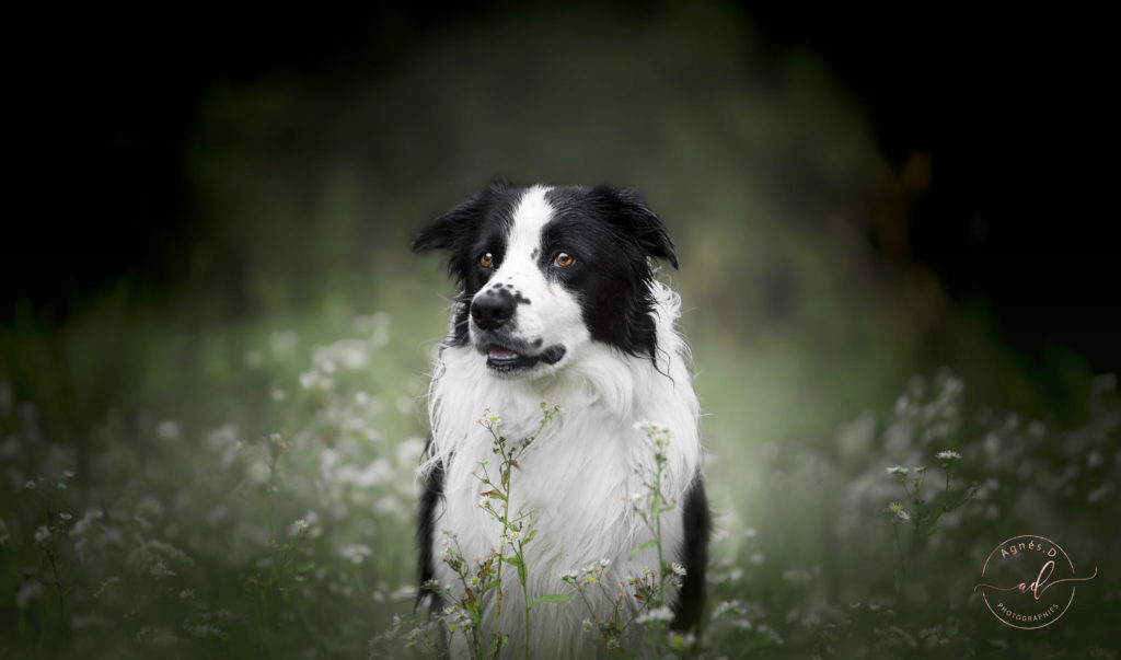 séance photo chien 40