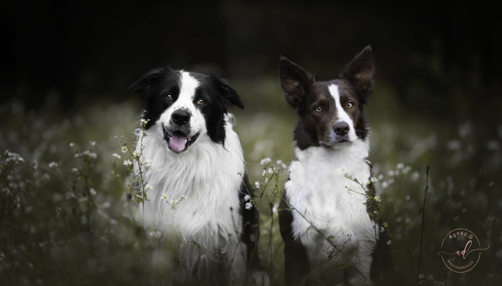 PHOTOGRAPHE LANDES ET PAYS BASQUE