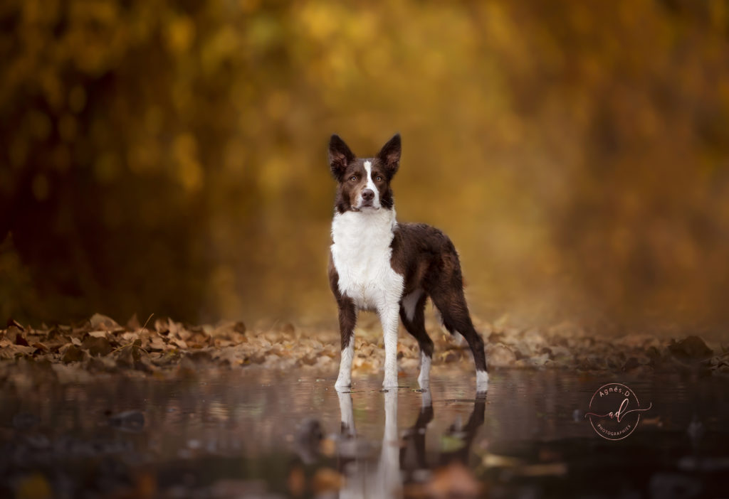 séance photo chien dans les Landes et Pyrénées Atlantiques