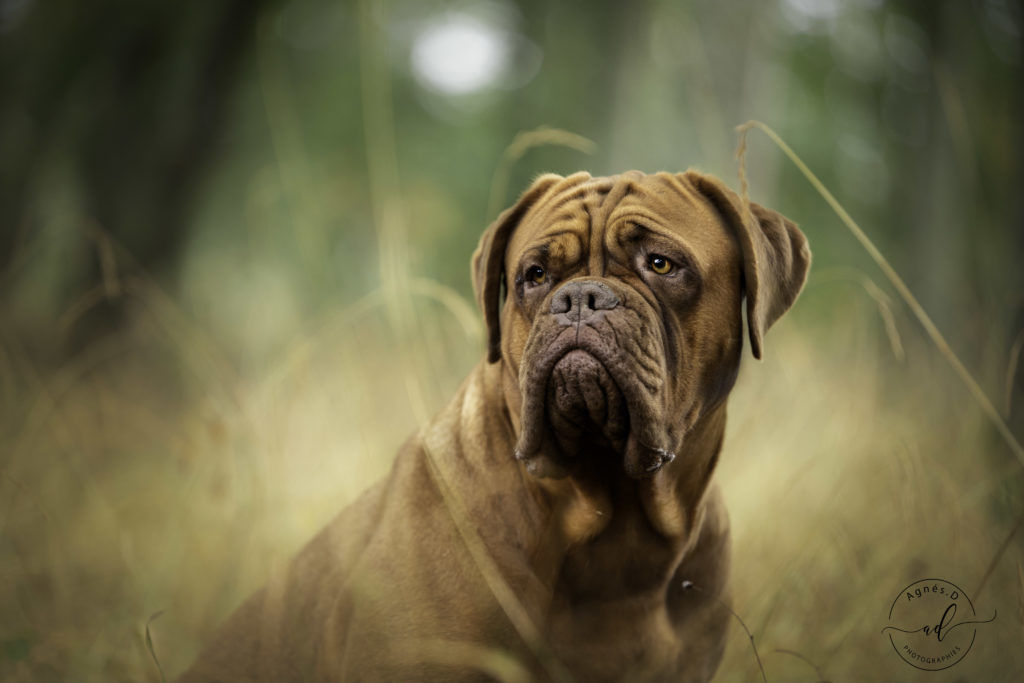 PHOTOGRAPHE LANDES ET PAYS BASQUE