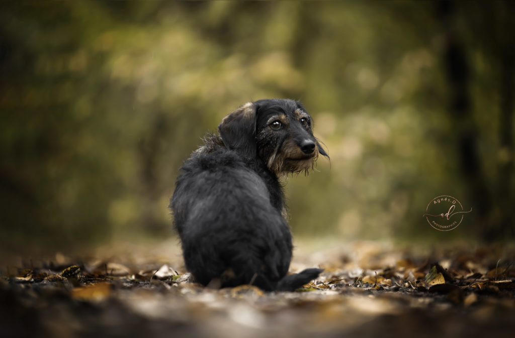 PHOTOGRAPHE LANDES ET PAYS BASQUE