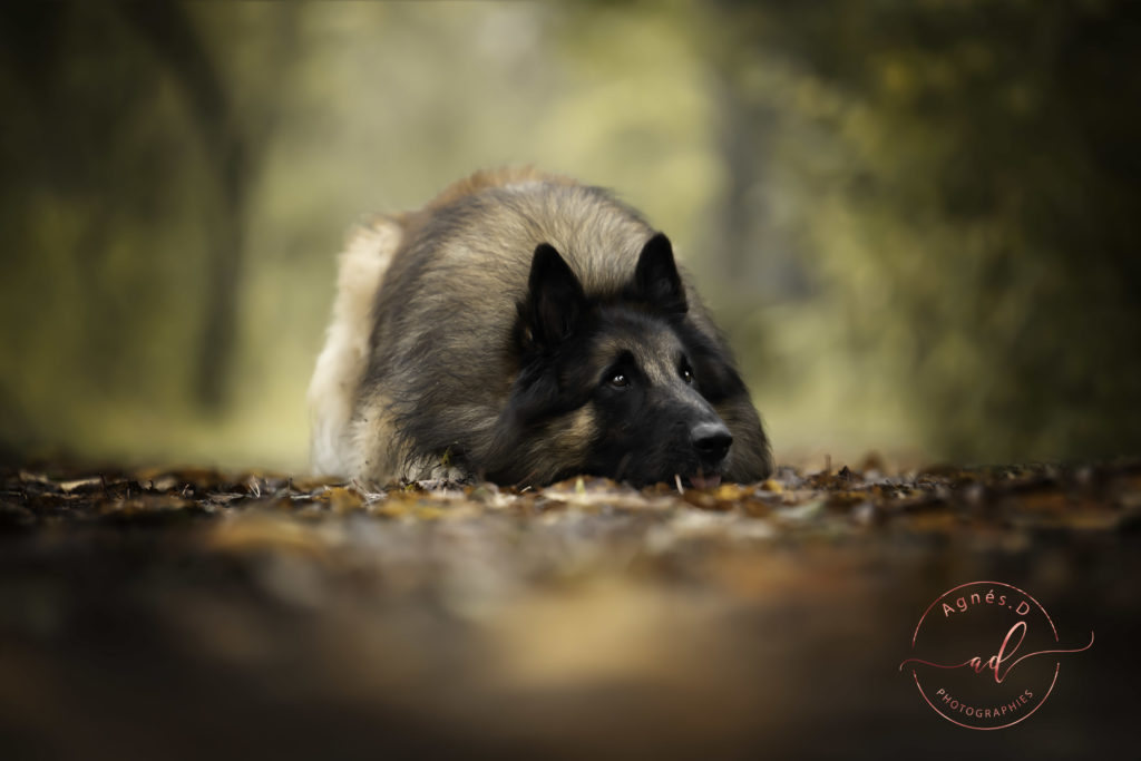 Séance photo animaux, chien Landes (40)