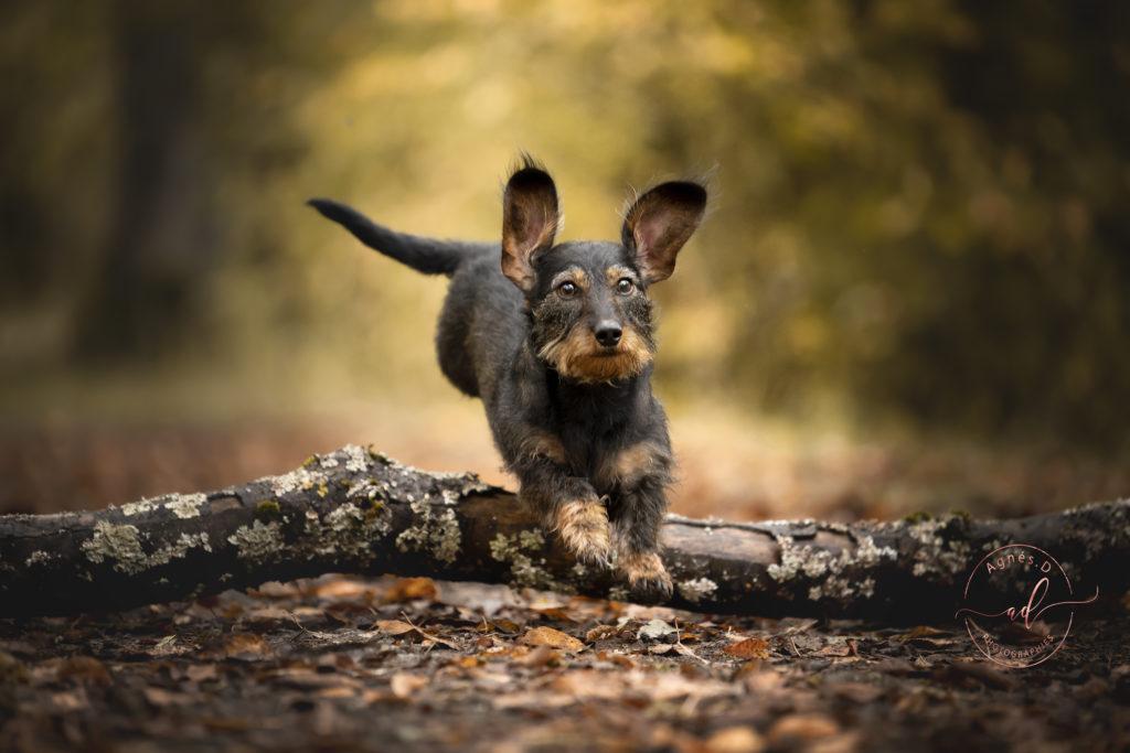 séance photo chien dans les Landes et Pyrénées Atlantiques