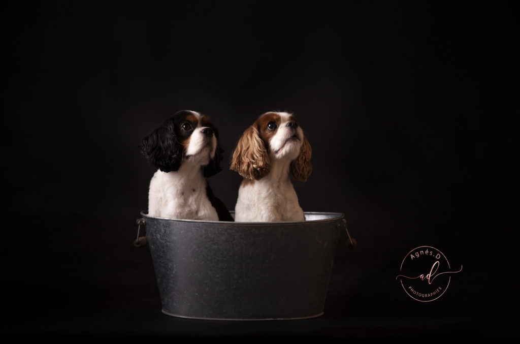 Séance photo animaux, chien Landes (40)