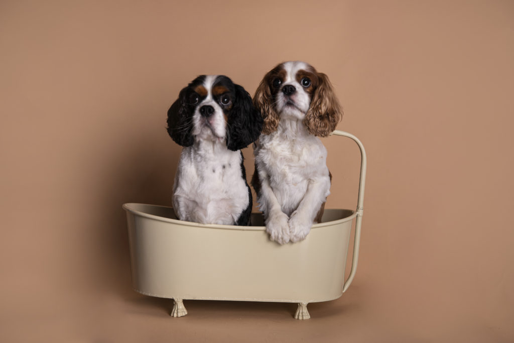 Séance photo animaux, chien Landes (40)