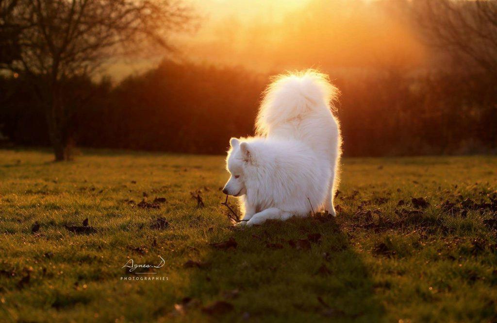 Séance photo chien Dax samoyede couché de soleil