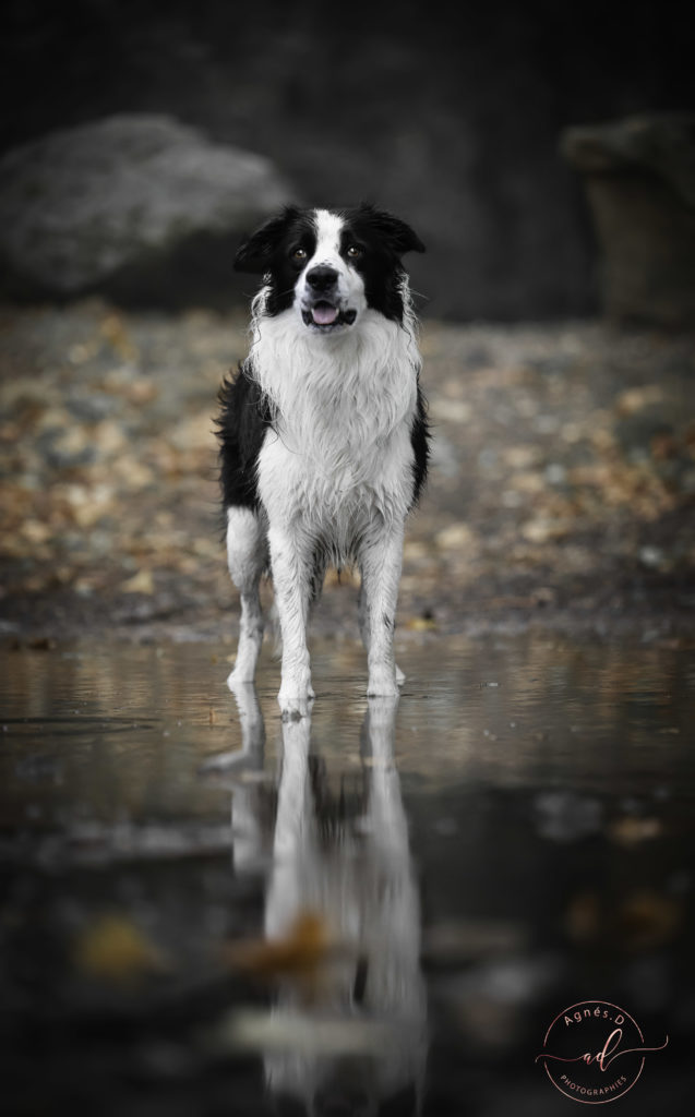 Séance photo animaux, chien Landes (40)