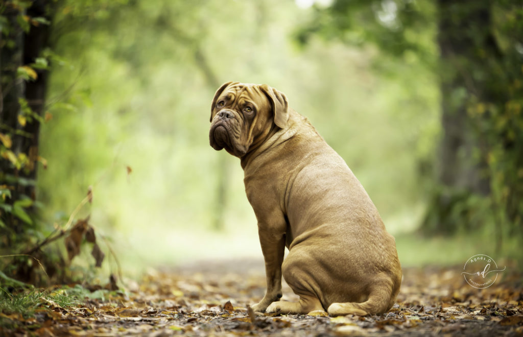 Séance photo animaux, chien 77