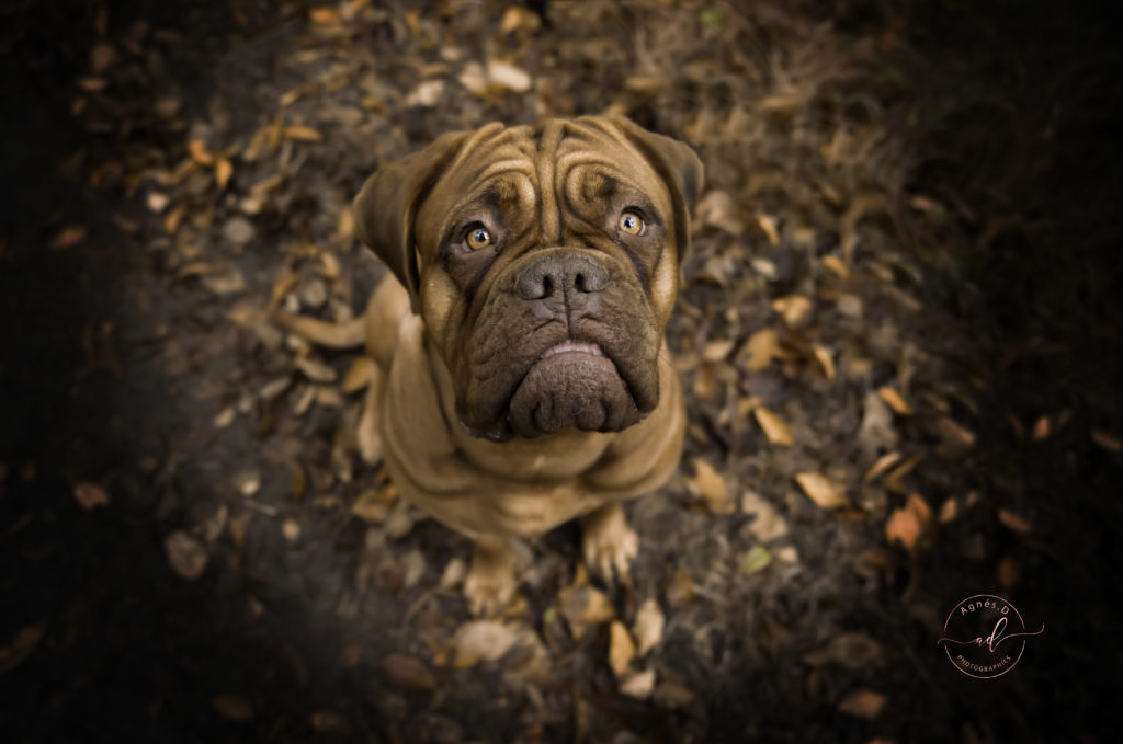 Séance photo animaux, chien Landes (40)