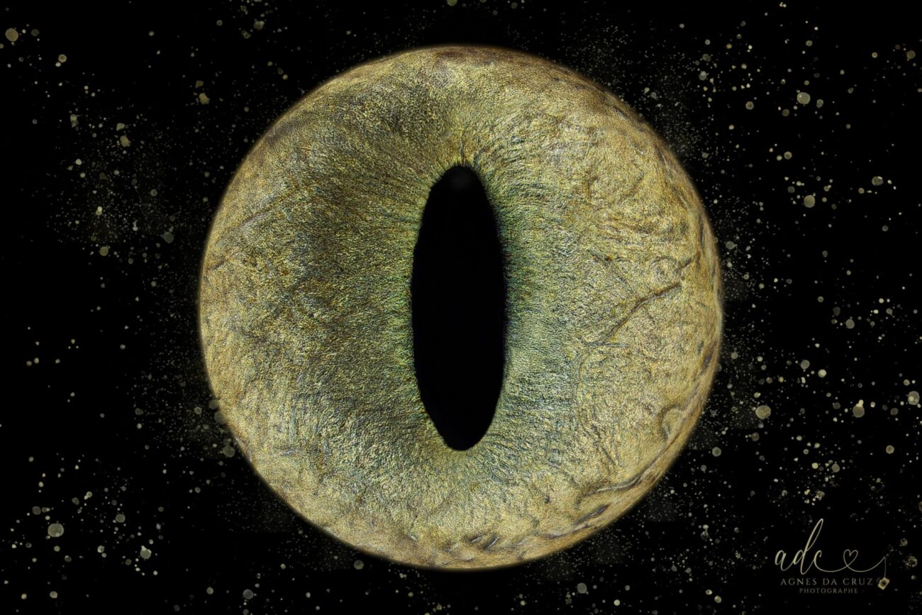 IRIS CHAT DANS LES LANDES ET PAYS BASQUE