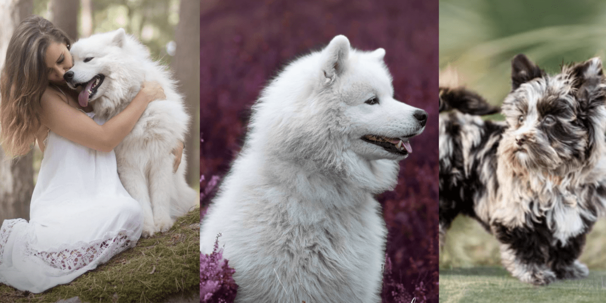 Séance photo chien landes